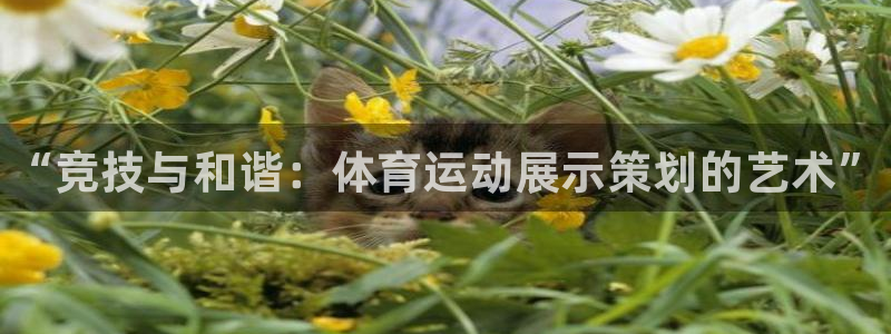 球速体育：“竞技与和谐：体育运动展示策划的艺术”