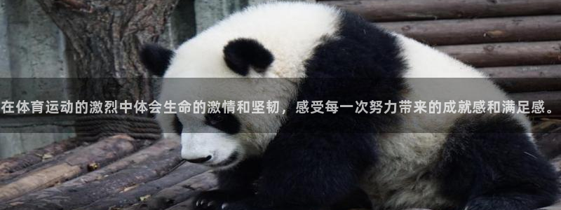 球速体育：在体育运动的激烈中体会生命的激情和坚韧，感受每一次努力带来的成就感和满足感。